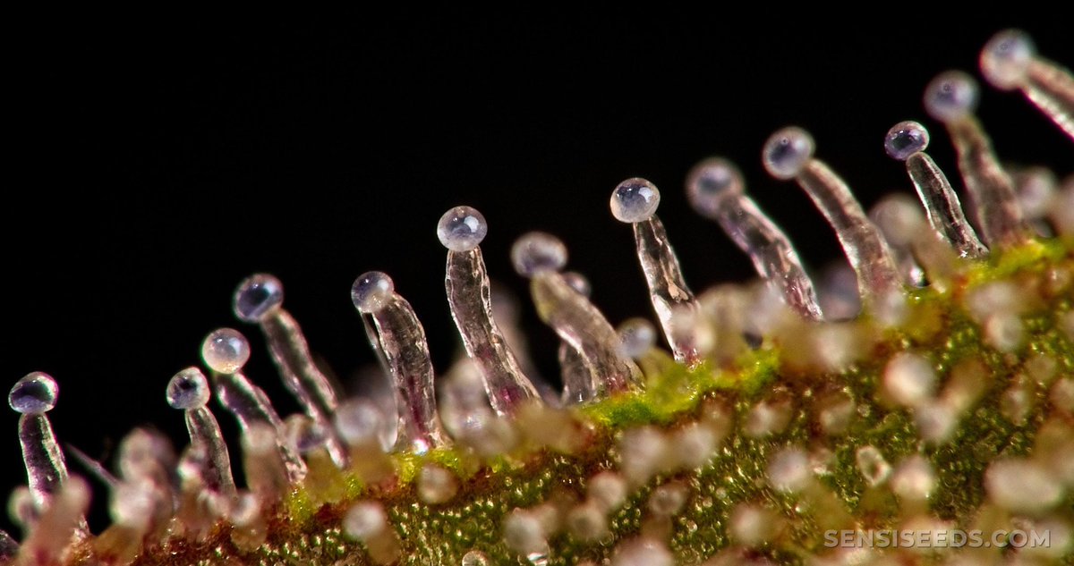 Trichrome Tuesday

What strain are you celebrating with ⬇️