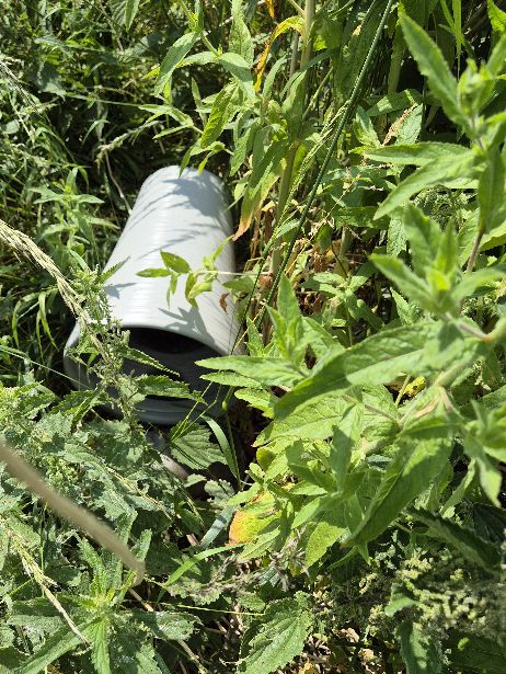 BBullrushes's tweet image. Making the most of the 🌞 &amp;amp; 3 bags filled. #Strangestfinds were a large plastic planter, paint can &amp;amp; oven tray all dumped in the 🌾 Still spotting new #wildflowers in bloom &amp;amp; some Chimney Sweeper moths 🦋 @KeepBritainTidy @Love_plants #butterflies #moths @LitterReporting