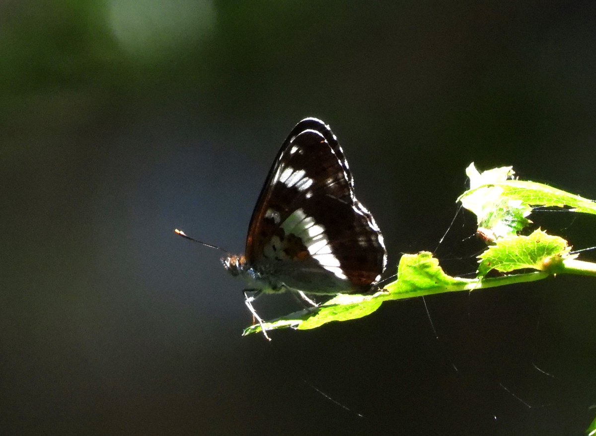 White Admiral butterflies from Dunwich Forest today (25th June 2024), showing their beautiful underwing patterns. The first of the summer for me, and mostly a bit distant, but more to follow I'm sure!
<a href="/BC_Suffolk/">BC Suffolk Branch</a> <a href="/savebutterflies/">Butterfly Conservation 🦋</a> <a href="/suffolkwildlife/">SuffolkWildlifeTrust</a>