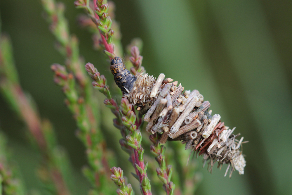 fochtelooerveen info tweet media
