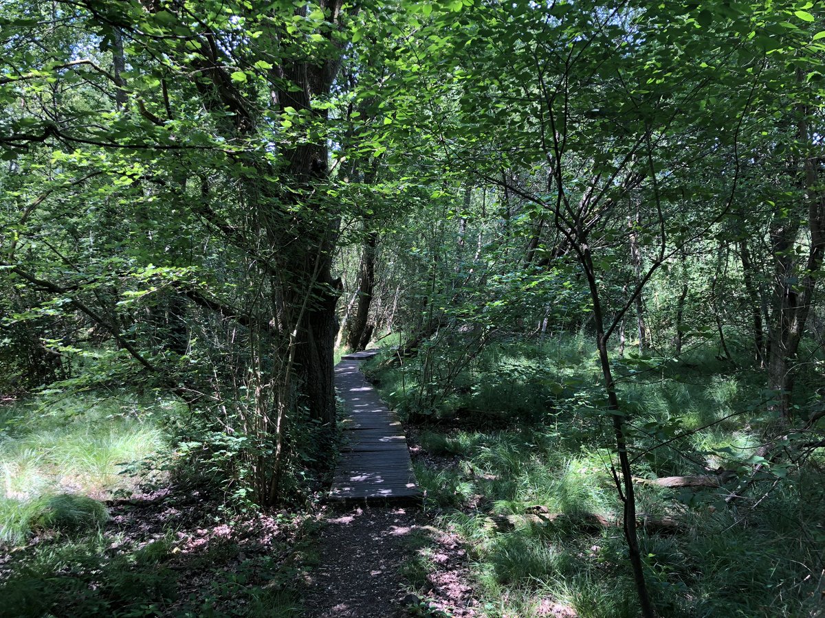 Day 25 of #30DaysWild Hot in the local nature reserve for my stifling lunchtime “breather”. But rewarded by hearing bullfinches, which are not common round here. 😊