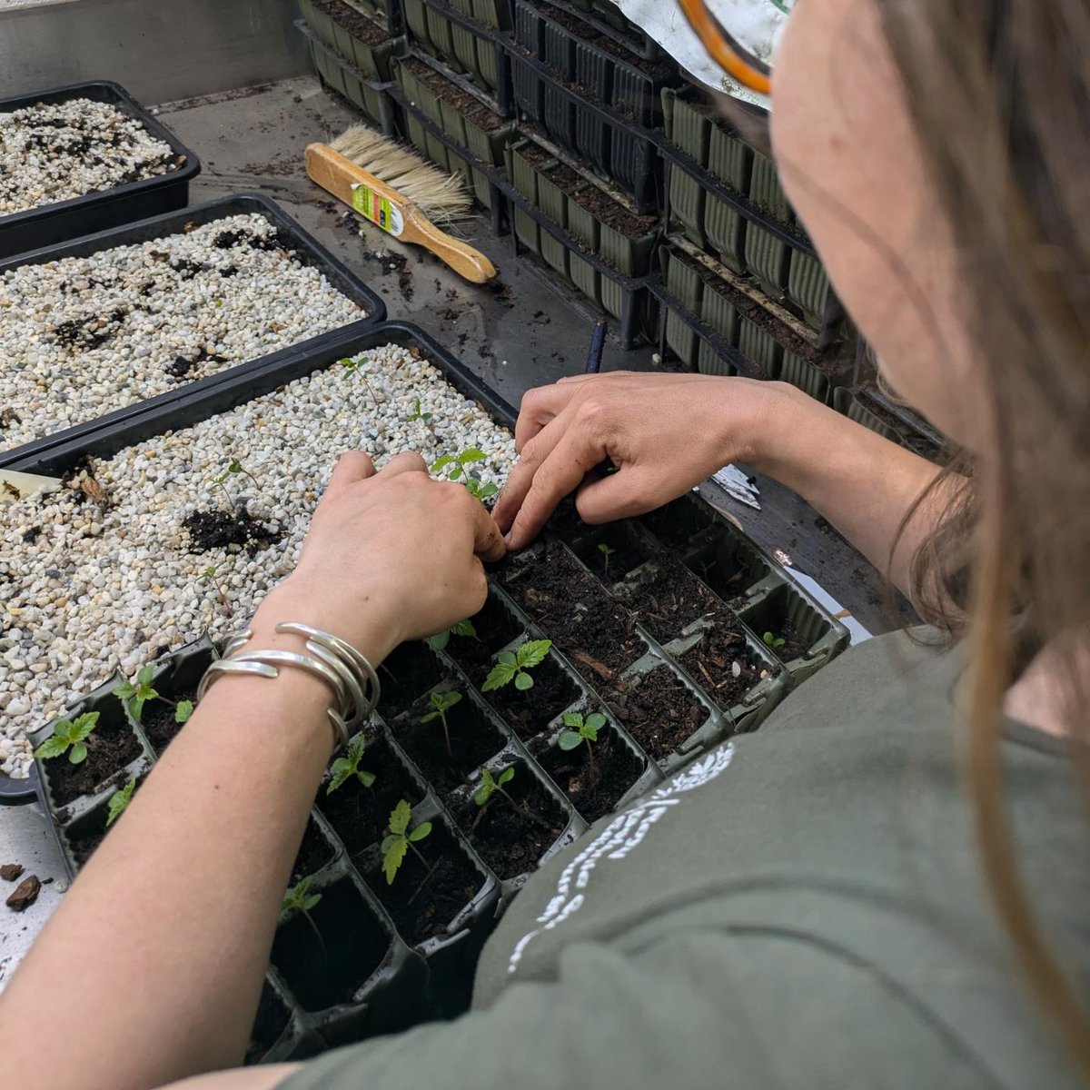 RBGE Scottish Plants tweet media