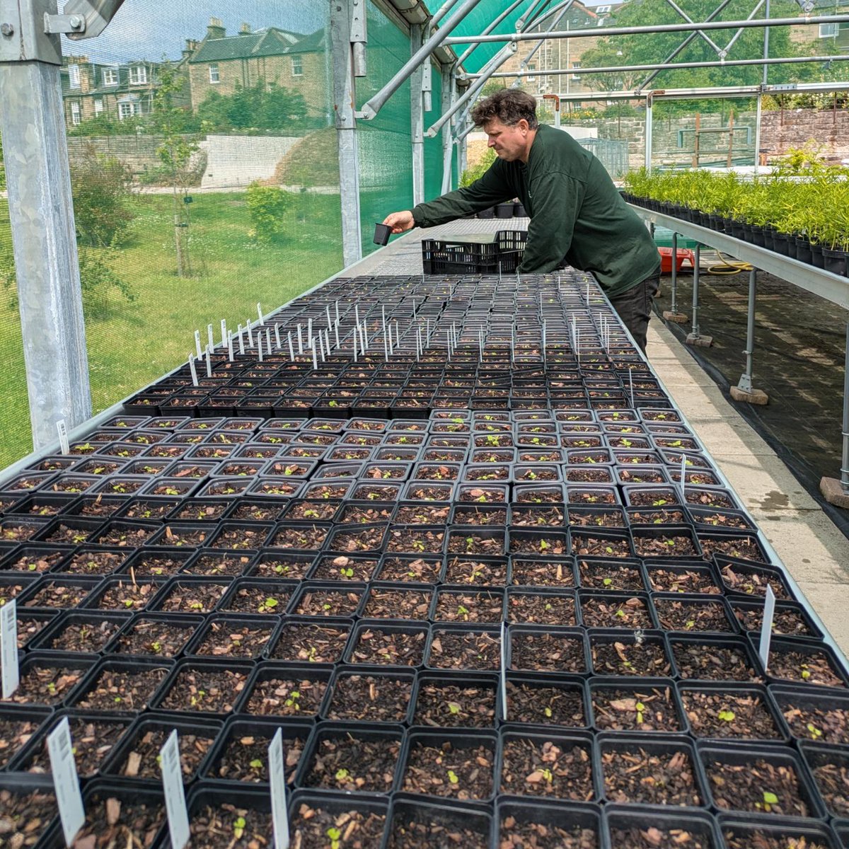 RBGE Scottish Plants tweet media