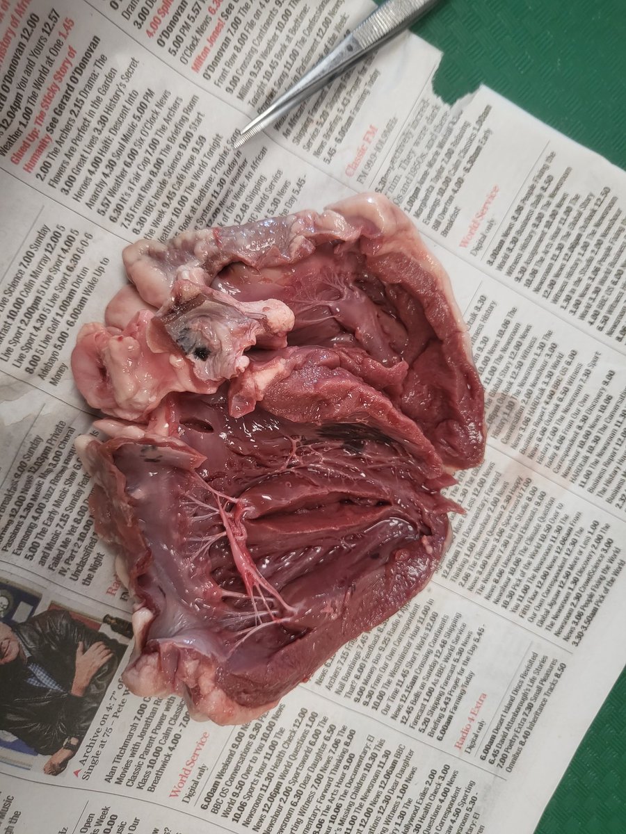 Year 9 Biologists are studying the circulatory system and heart structure this term. Hands-on heart dissection this week