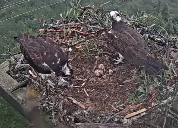 NFPower's tweet photo. There's exciting news from the nest! Beaumont and Hope welcome their first chick. We’re waiting with anticipation for their other eggs to hatch. This live feed shows ospreys in their natural habitat, so events may occur unexpectedly - https://t.co/HIz3uBpax9 https://t.co/SU5XJdJ3HX