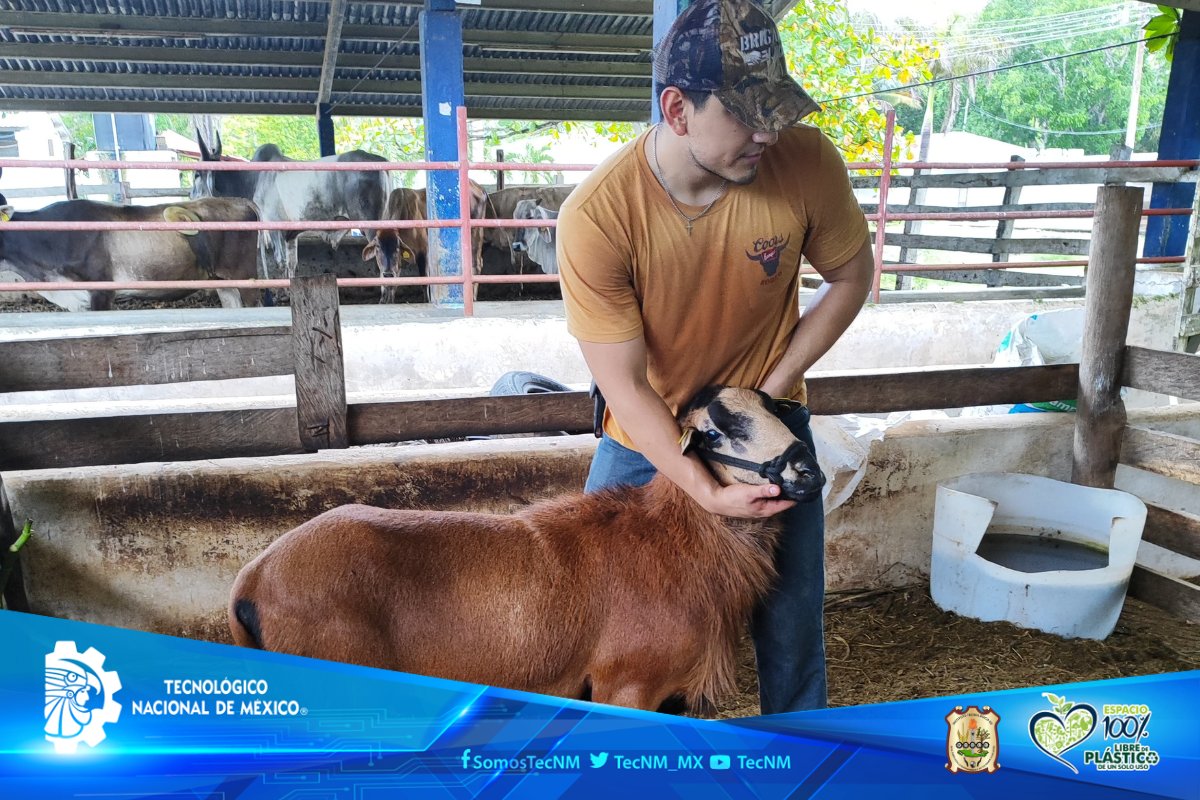 TecNMRoque's tweet photo. 🎓 ¡Orgulloso de nuestros estudiantes! Gustavo Aramis Vázquez García ha concluido con éxito su estancia en el TecNM-Tizimín, donde se capacitó en manejo de caprinos y ovinos, incluyendo técnicas avanzadas como análisis coproparasitoscópico y diagnóstico ecográfico reproductivo. https://t.co/L9rlThWDtK