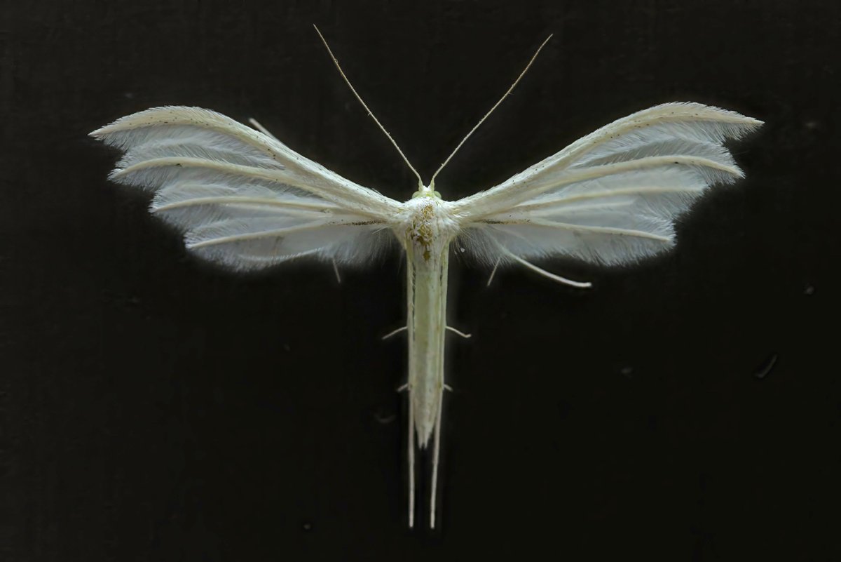 I think this is a white plume moth.
Any who really knows confirm?

#moth #UKwildlife
