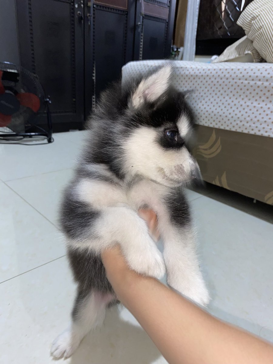 sojunotabir's tweet photo. Guyss ini anakan kesayangan aku jual cepet aja, soalnya ada yg hamil lg dan terlalu banyak anjing di rm 
Nama : loki
Umur : 2bln
Kelamin : jantan
Vaksin ✅
Non stanbum 
Lokasi : bekasi 
Buat info lebih lanjut bs rep atau dm aja ya, makasih 🙏🏼 
#anakanjing #dijualcepat https://t.co/o5pbqjnbgw