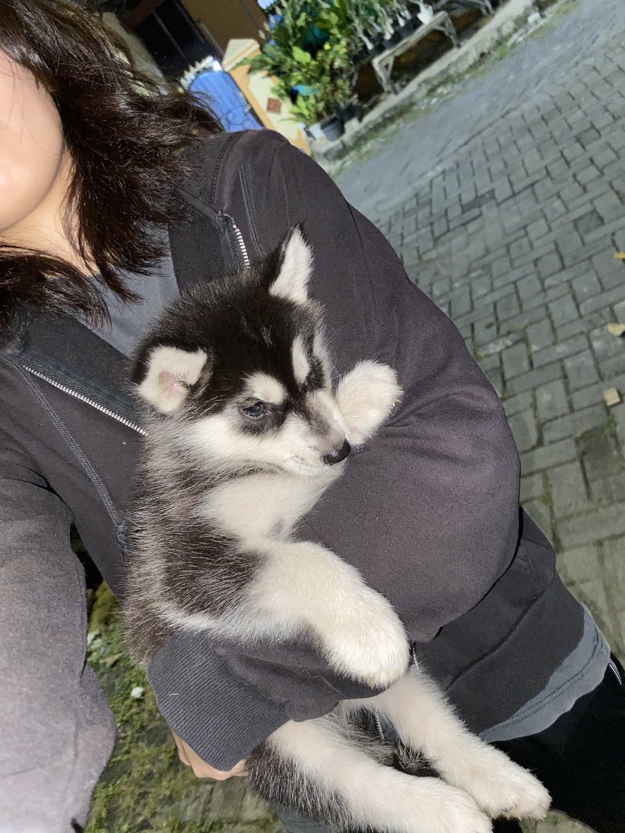 sojunotabir's tweet photo. Guyss ini anakan kesayangan aku jual cepet aja, soalnya ada yg hamil lg dan terlalu banyak anjing di rm 
Nama : loki
Umur : 2bln
Kelamin : jantan
Vaksin ✅
Non stanbum 
Lokasi : bekasi 
Buat info lebih lanjut bs rep atau dm aja ya, makasih 🙏🏼 
#anakanjing #dijualcepat https://t.co/o5pbqjnbgw
