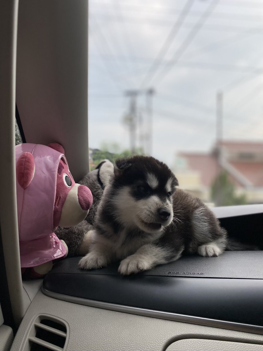 sojunotabir's tweet photo. Guyss ini anakan kesayangan aku jual cepet aja, soalnya ada yg hamil lg dan terlalu banyak anjing di rm 
Nama : loki
Umur : 2bln
Kelamin : jantan
Vaksin ✅
Non stanbum 
Lokasi : bekasi 
Buat info lebih lanjut bs rep atau dm aja ya, makasih 🙏🏼 
#anakanjing #dijualcepat https://t.co/o5pbqjnbgw