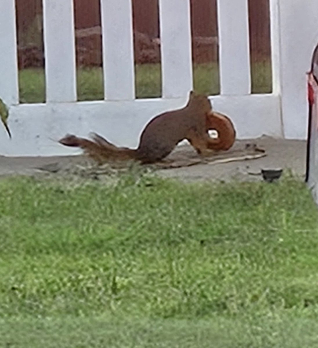 ThePrissAnn's tweet image. Spotted Foamy the Squirrel in the wild in Oklahoma today.

Someone alert @OKWildlifeDept