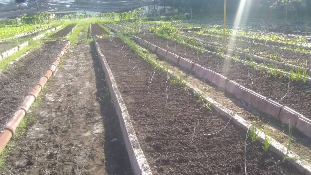 Mañana de recorrido por organopónicos en #Bayamo ahora en "Pequeños constructores", otro ejemplo a multiplicar, aquí solo hay vacíos 3 canteros del pepino cosechado, que se alistan para la siembra de col china con la vinculación del sindicato industria #UnidosXCuba #GranmaVencerá