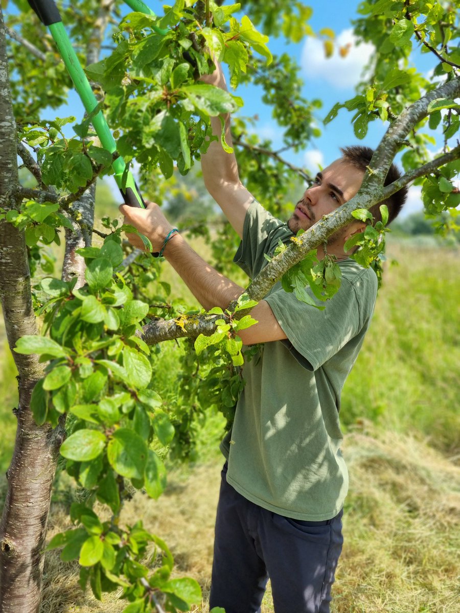fruitnutvillage's tweet image. #SummerPruning of plums, damsons and gages with @CETBrum at #CastleValeAllotments today. The 10 trees we planted in March are all looking healthy.