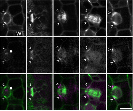 J Cell Science (@j_cell_sci) on Twitter photo Aimee Uyehara <a href="/plantsdonttweet/">Aimee Uyehara</a>, Carolyn Rasmussen @carolynplants and colleagues <a href="/UCRCNAS/">UC Riverside CNAS</a> find that TANGLED1 is recruited to de novo cell plate insertion sites independently of the preprophase band.
Highlight: journals.biologists.com/jcs/article/13…
Article: journals.biologists.com/jcs/article/13… Aimee Uyehara <a href="/plantsdonttweet/">Aimee Uyehara</a>, Carolyn Rasmussen @carolynplants and colleagues <a href="/UCRCNAS/">UC Riverside CNAS</a> find that TANGLED1 is recruited to de novo cell plate insertion sites independently of the preprophase band.
Highlight: journals.biologists.com/jcs/article/13…
Article: journals.biologists.com/jcs/article/13…