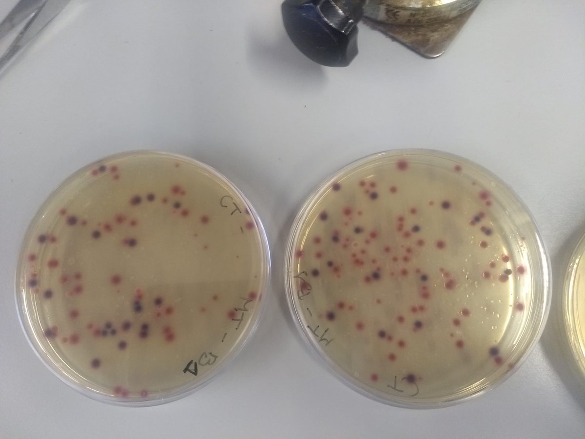 Elisenda tweet media