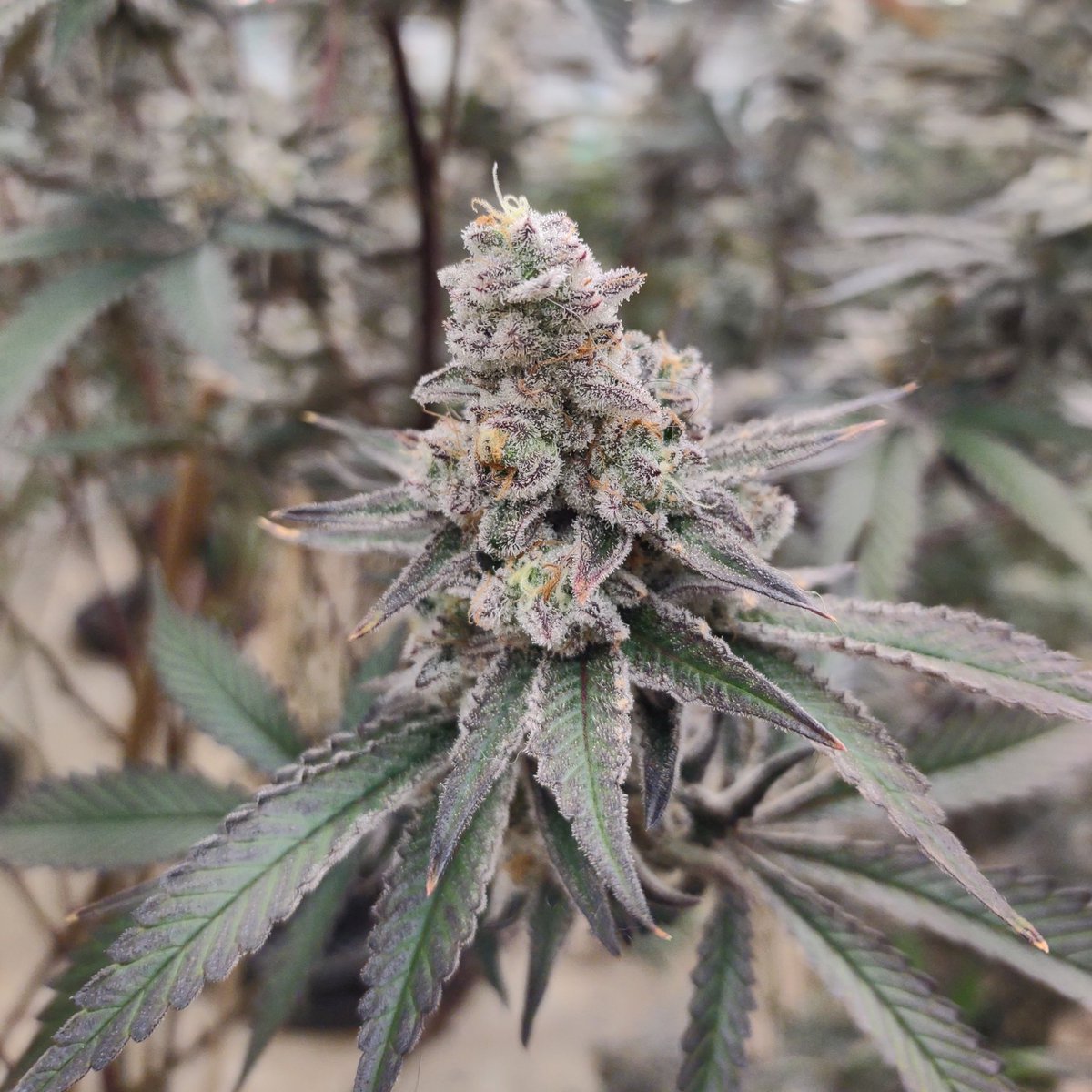 GrowinOak's tweet photo. Winter Sunrise pheno hunt coming to a conclusion. Here's a beautiful bud shot from number 33. #trichedout #420 #Trichomes 
#beautifulbuds https://t.co/W5LdiXXTRA