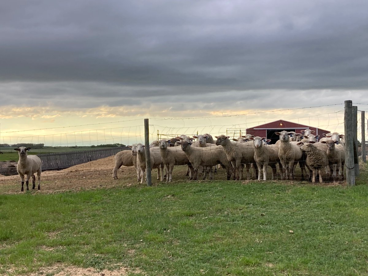 SundanceFarms's tweet image. Vaccinated the yearlings with new syringe from Zoetis, worked well. Thanks Sask Cattlewomen’s Golf at Leroy for a useful doorprize. Over $180,000 raised for J.Pattison Sask Children’s Hospital in #Saskatoon. #TuesdayTravel #GoodCause #ThanksSheriAndCherie ♥️and sponsors.