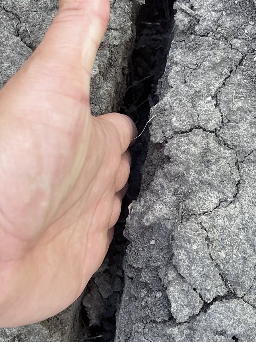 Iowa you got any more of that liquid gold from heaven to send onto IL? Pineapple crop ain’t going to work long term.