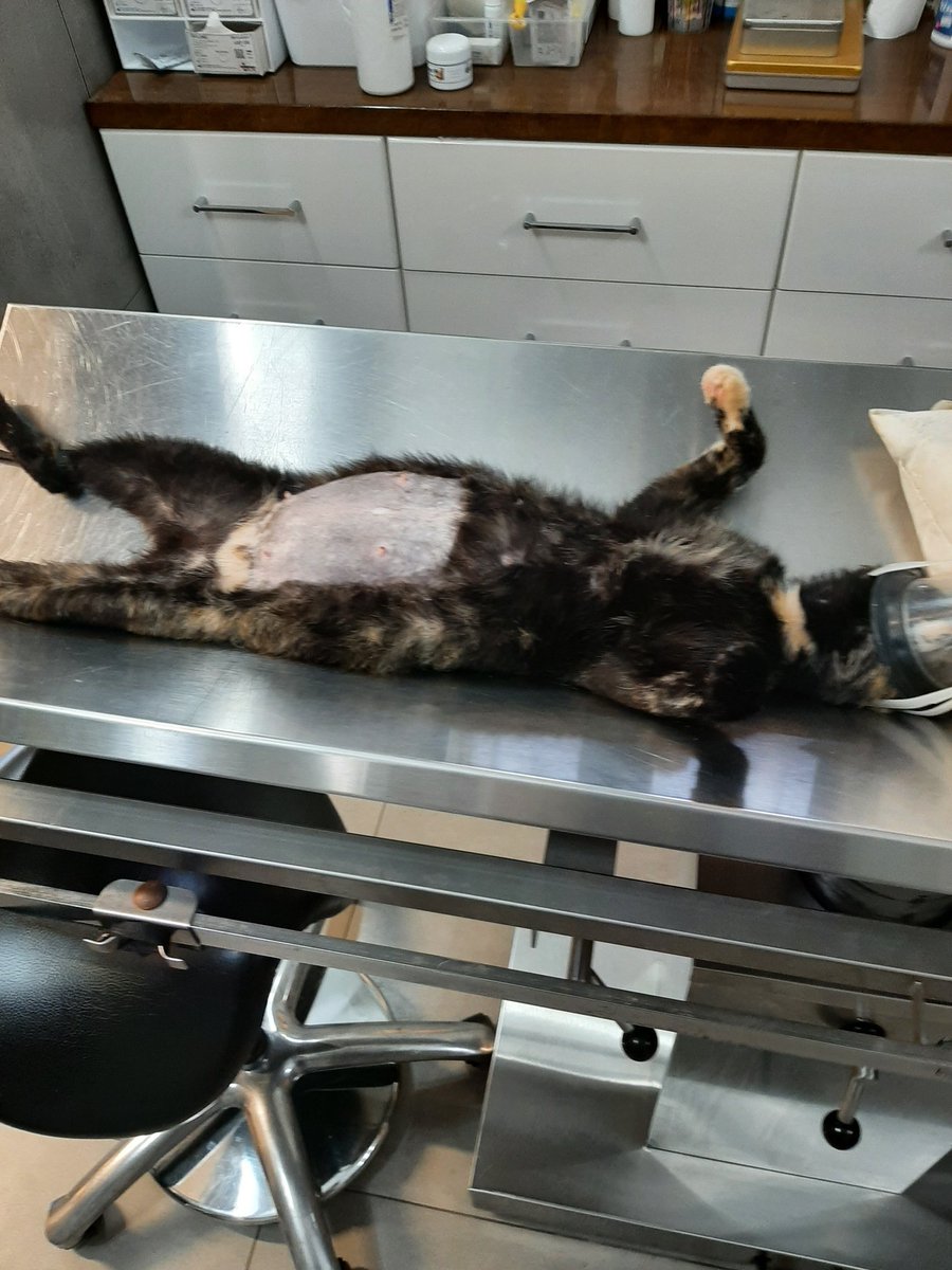 Der heutige Notfall: dieser hochschwangeren Katze wurde so heftig getreten, dass sie das Bewusstsein verlor. Kaiserschnitt. Babys tot. Täter wurde von Anwohnern festgehalten bis die Polizei 👮‍♀️ kam. Falls noch jemand bei den klinikkosten helfen möchte Paypal Account