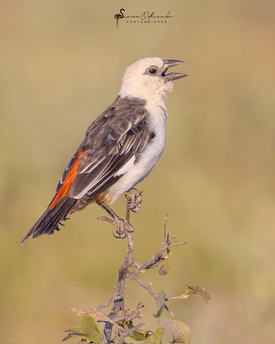 Kenyanbirder tweet media