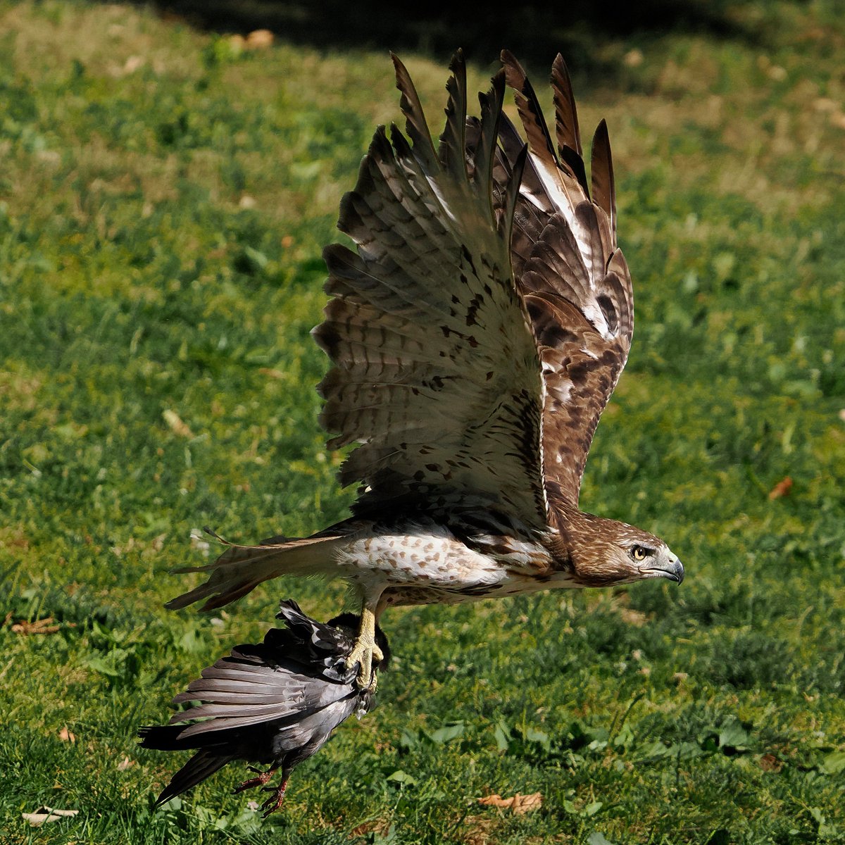 Above_96th tweet media