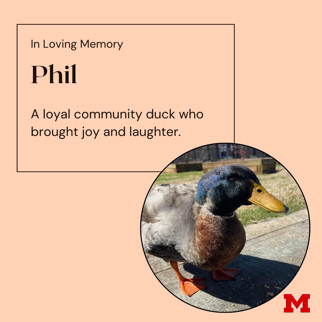 Earlier this month, McBride Elementary School's beloved resident duck, Phil, passed away. We are sad to hear of this news. He will be missed by the students and staff. Rest in peace! 

#muscleshoalseducationfoundation #RestInPeacePhil