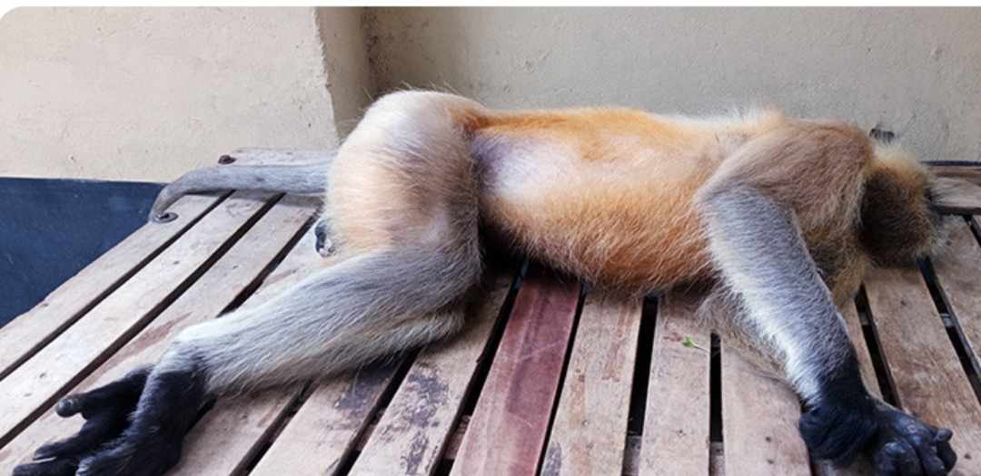 নড়াইলে বিদ্যুৎস্পৃষ্টে হনুমানের মৃত্যু