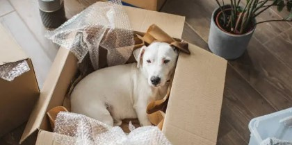 PetRelocator's tweet image. 🏡 Moving to a warmer climate? Prepare pets with acclimatization steps &amp;amp; keep them indoors during hottest hours.#PetSafety #SummerPets #PetRelocation #PetRelocation #petshippingexperts #petshipping #DogShipping #militarypcs #dogtransport #pettransport #7daysofheatawareness