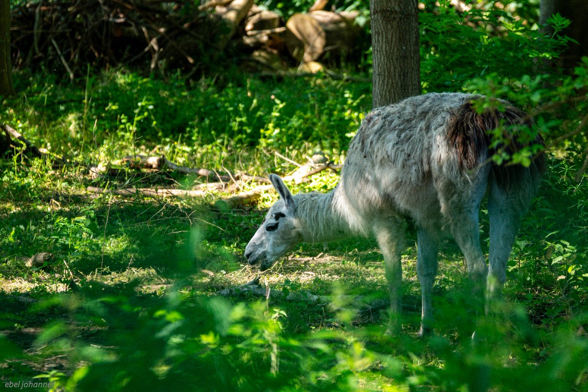 DrentEbel's tweet photo. Zelfs de #lama wordt ingezet in de #strijd tegen de #berenklauw op de #Hoornsedijk. https://t.co/cSDkVKhNQg