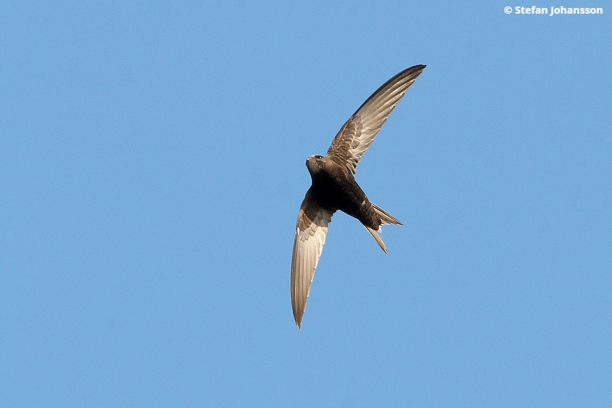 HMWTBadger's tweet photo. 🎉#SwiftAwarenessWeek is Around the Corner! 

🐤 Celebrate these amazing birds by attending events hosted by a local Swift Group. 

👉 Find an event near you: https://t.co/D9xzNFkUhw

#Swifts #CommonSwift #Birdatching https://t.co/gIraTkL9lD