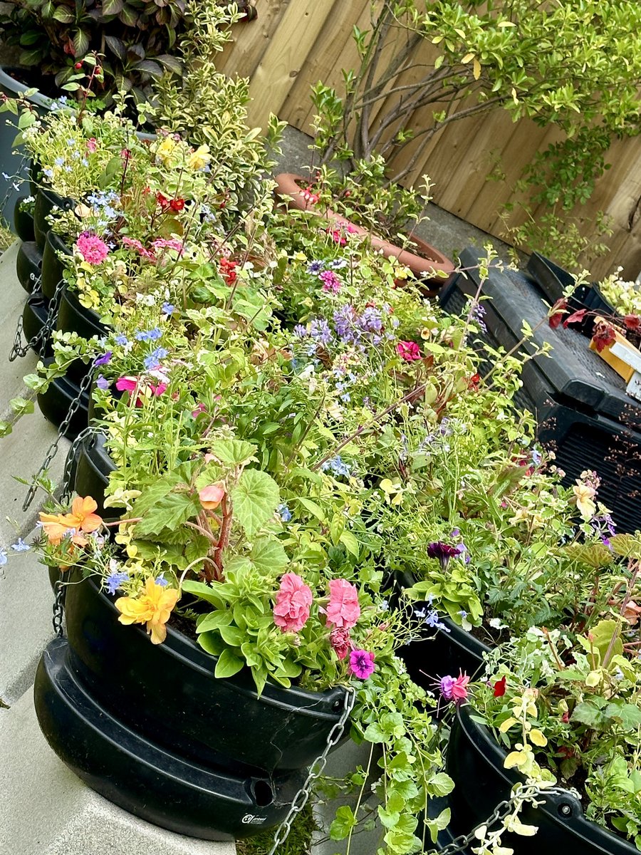 Hanging baskets heading for Hale very soon. A problem with peat-free compost has been resolved by swapping out for a more reliable alternative. Tried several manufacturers of peat-free and none of it is any good. Very costly to growers who rely on compost to support good growth.