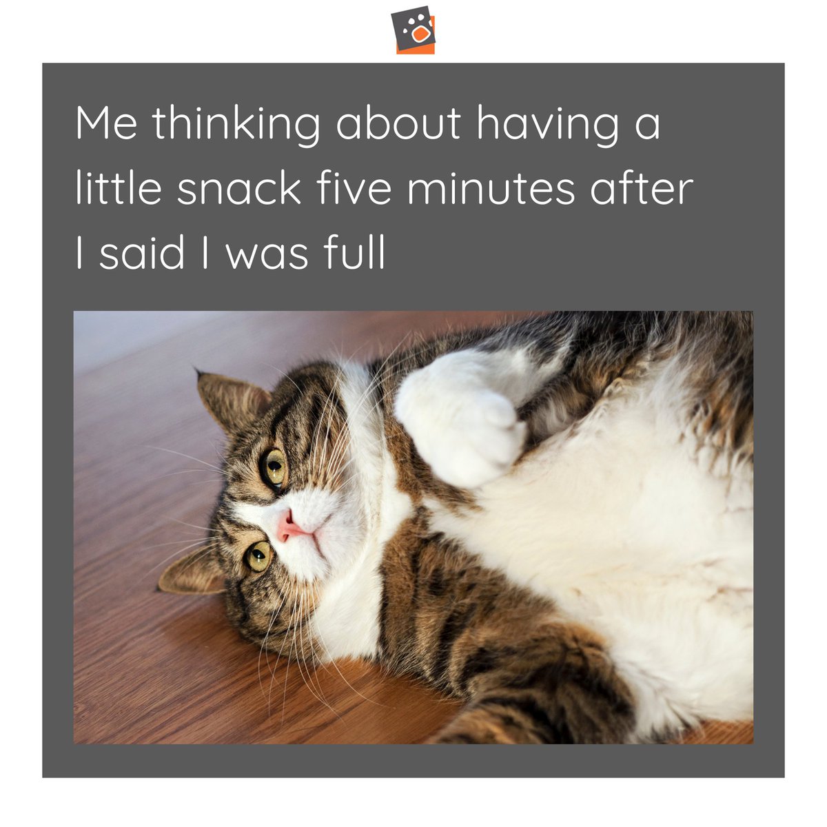 Contemplating a snack five minutes after declaring I was full... Like if you can relate! 😹🍴 #SnackTimeStruggles