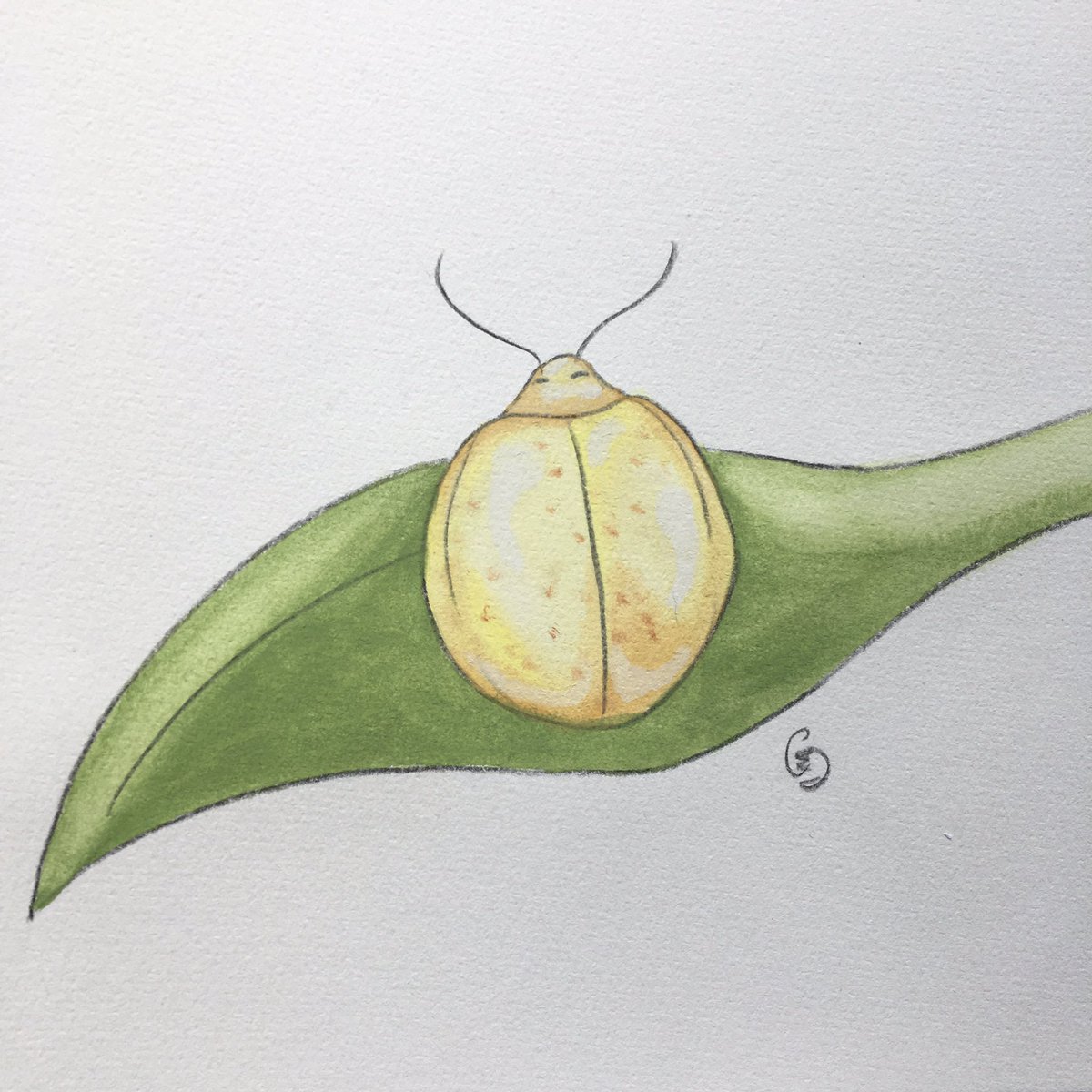 Marie_Crevette_'s tweet photo. Junebug jour 25: Golden Tortoise Beetle #illustration #bug #watercolor #challenge https://t.co/HiVTzApbyT