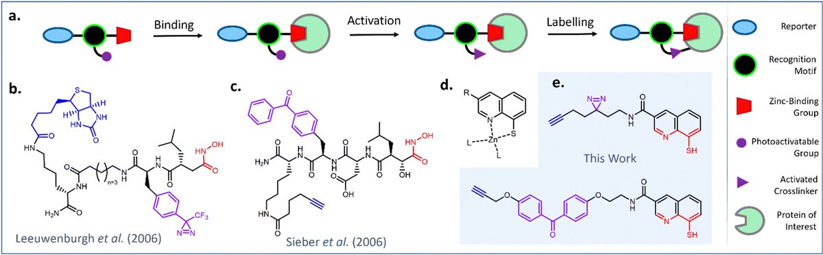 Stephan Hacker (inactive account) (@stephanhacker2) on Twitter photo Great paper from the groups of <a href="/J_McGouran/">Joanna McGouran</a> and Sander van Kasteren with first author @SeanMcK27 in <a href="/rsc_chembio/">RSC Chemical Biology</a>. Fully-functionalized probes based on the metal chelator 8-mercaptoquinoline for affinity-based protein profiling of metal-binding proteins. doi.org/10.1039/D4CB00β¦ Great paper from the groups of <a href="/J_McGouran/">Joanna McGouran</a> and Sander van Kasteren with first author @SeanMcK27 in <a href="/rsc_chembio/">RSC Chemical Biology</a>. Fully-functionalized probes based on the metal chelator 8-mercaptoquinoline for affinity-based protein profiling of metal-binding proteins. doi.org/10.1039/D4CB00β¦
