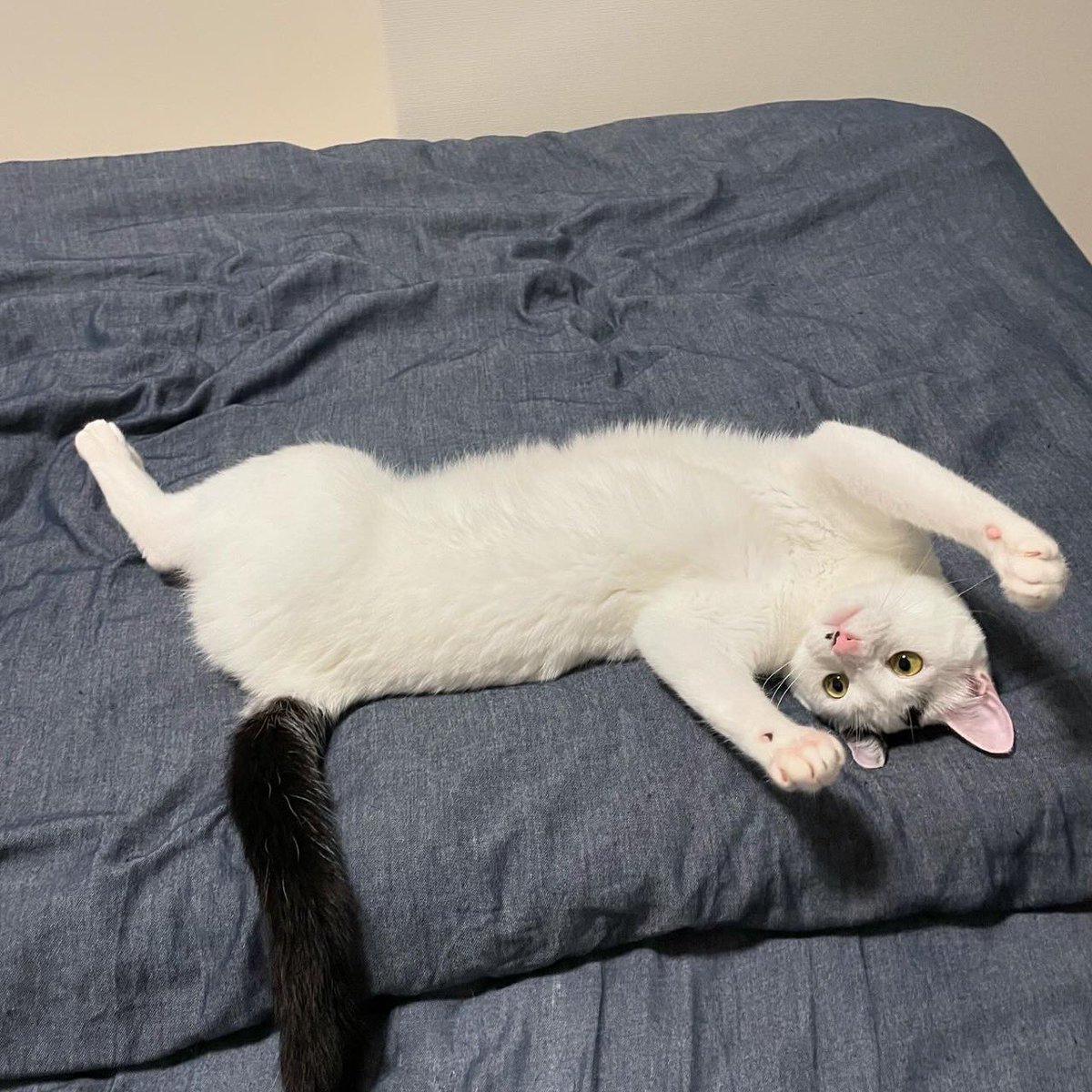 6Yahman's tweet photo. 猫がベッドで踊ってる、、、寝て良いかい？ https://t.co/n40KpDbTiW