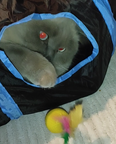 BudVZab's tweet photo. When you wanna play but don't want to move at all.
#DailyCloudTheCat #DailyCloud #Cat #CatsofTwitter #CatsOfTwitter https://t.co/pxdV5AQ108