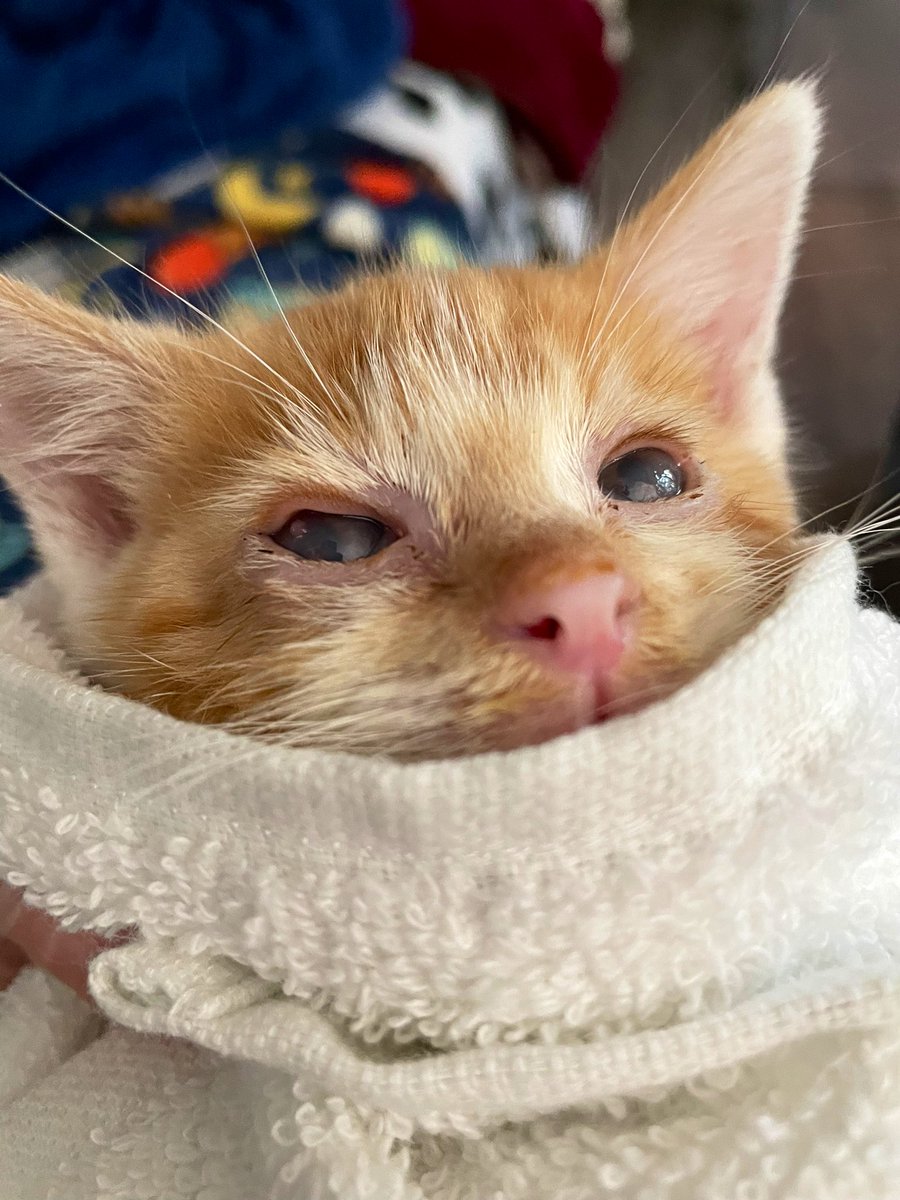 Friends of Bear Cat Rescue tweet media