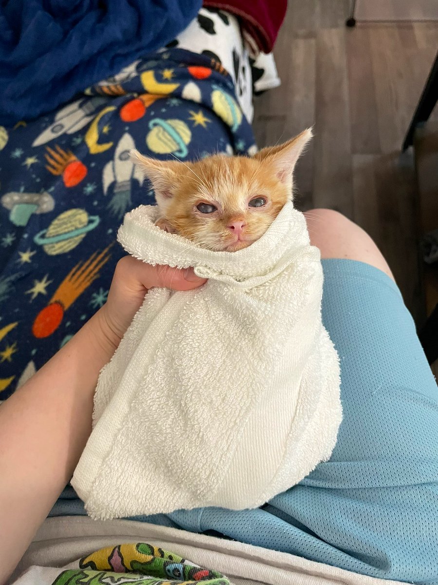 Friends of Bear Cat Rescue tweet media