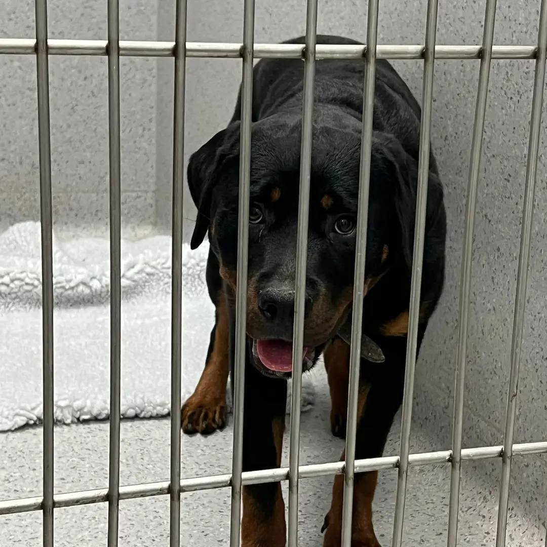 AdoptionsUk's tweet photo. Please retweet, APPEAL FOR INFORMATION RE THIS FEMALE #ROTTWEILER #HARTLIP #Swale Council #KENT #UK ๐
We can now confirm that Quincy, (previously known as Roxy) is safe under our care. A very big thank you to both her finders and Vets for Pets #Gillingham for keeping her safe over the weekend.
For whatever reason, she's utterly terrified of every small movement or noise, even the wind blowing in the trees. We've never seen fear quite like it, it's distressing to witness.
When being lifted into the van and subsequently the kennels, (as she was to petrified to walk) she defected and urinated on herself. At only 9 months old, we dread to think what experiences she's had so far.
She's chipped, but was sold around a week ago and we have no forwarding information on the current owners.
For now, she'll be given lots of time to decompress and hopefully her confidence will blossom.
If you have any information relating to this girl or her owner, please contact Swale Borough Council on 01795 417850.
* * * * * * * * *
Female Rottweiler found in Cradles Road, Hartlip.
Collection has been arranged.
If you recognise Roxy or know who owns her, please call OOH's service on 07795 237479.
Proof of ownership required.
Original post on Facebook by Swale Council๐
https://t.co/9XArR1A5ju
#dog #dogs #stray #straydog #Rottweiler #pets #animals @MissingPetsGB @DogLostUK @Nightowl400 @domdyer70 @GMB @thismorning
