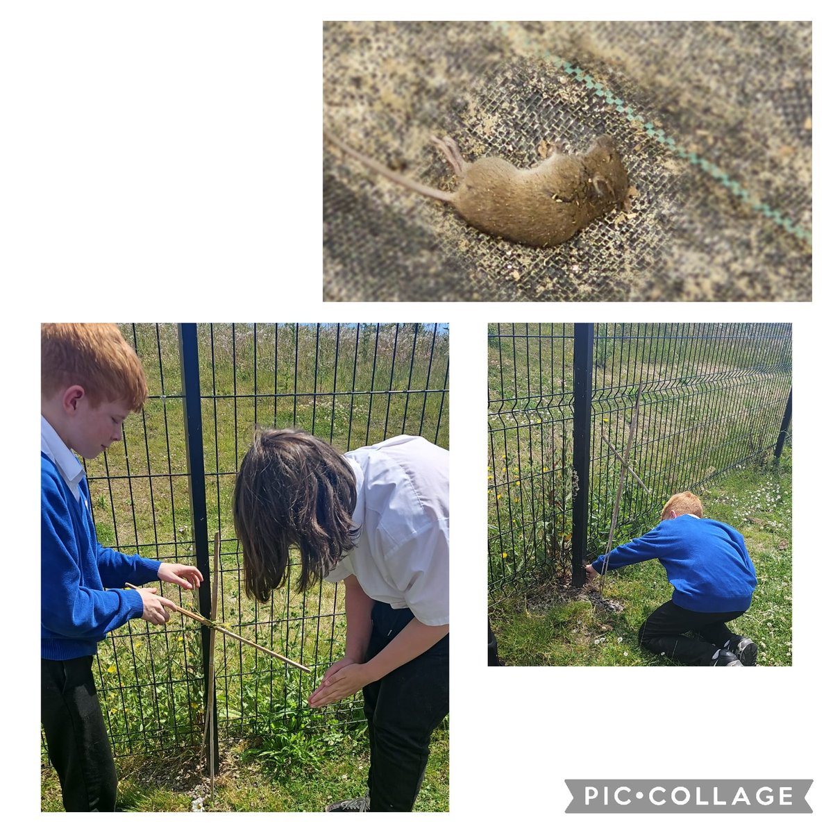 WhitmoreHighSchoolALN (@whitmorealn) on Twitter photo A special burial for little dead mouse that we found in the garden this afternoon.
@WHSdog <a href="/WhitmoreHigh/">Whitmore High School</a> A special burial for little dead mouse that we found in the garden this afternoon.
@WHSdog <a href="/WhitmoreHigh/">Whitmore High School</a>