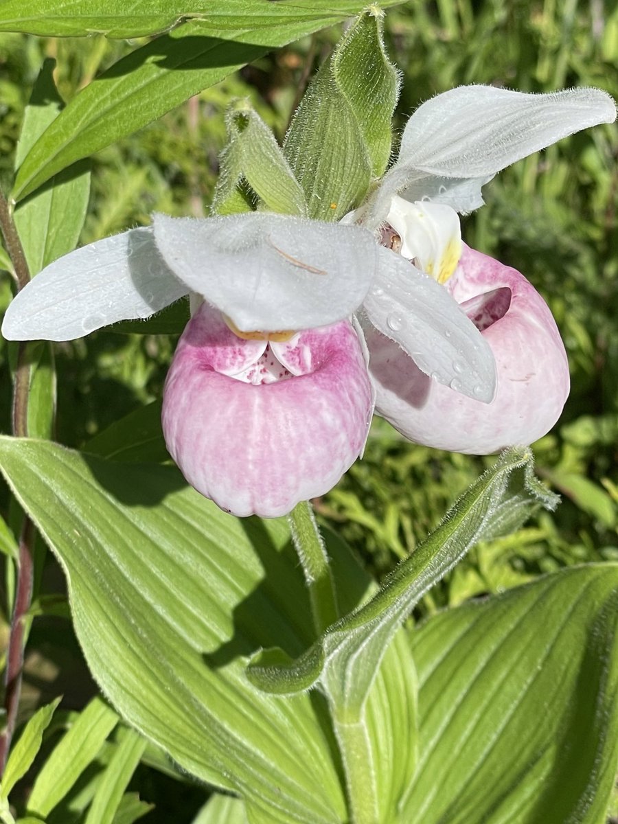 lauriew_author's tweet image. Up north this weekend in the UP and found some lady slippers on my morning walk.