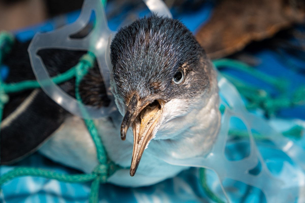 Oceana Canada (@oceanacan) on Twitter photo Today and tomorrow, @ecojustice_ca will represent <a href="/OceanaCAN/">Oceana Canada</a>, <a href="/envirodefence/">EnvironmentalDefence</a>, <a href="/DavidSuzukiFDN/">David Suzuki FDN</a>, <a href="/GreenpeaceCA/">Greenpeace Canada</a> & <a href="/CAPE_ACME/">@CAPE-ACME</a> at the #FederalCourtOfAppeals to #StopBigPlastic and defend 🇨🇦’s actions to reduce plastic pollution. Follow this thread 🧵for court updates. Today and tomorrow, @ecojustice_ca will represent <a href="/OceanaCAN/">Oceana Canada</a>, <a href="/envirodefence/">EnvironmentalDefence</a>, <a href="/DavidSuzukiFDN/">David Suzuki FDN</a>, <a href="/GreenpeaceCA/">Greenpeace Canada</a> & <a href="/CAPE_ACME/">@CAPE-ACME</a> at the #FederalCourtOfAppeals to #StopBigPlastic and defend 🇨🇦’s actions to reduce plastic pollution. Follow this thread 🧵for court updates.