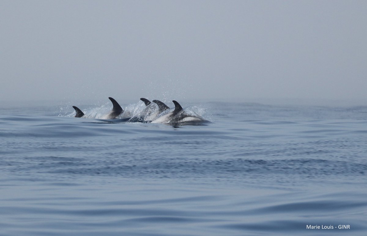 Come and work with us on #population_genomics of dolphins and pilot whales 🐬🐋 in the Arctic/North Atlantic: setur.totalview.cloud/recruitment/Va… postdoc position based at the University of the Faroe Islands with possible visits at the Globe Institute, Copenhagen and GINR in Nuuk, Greenland