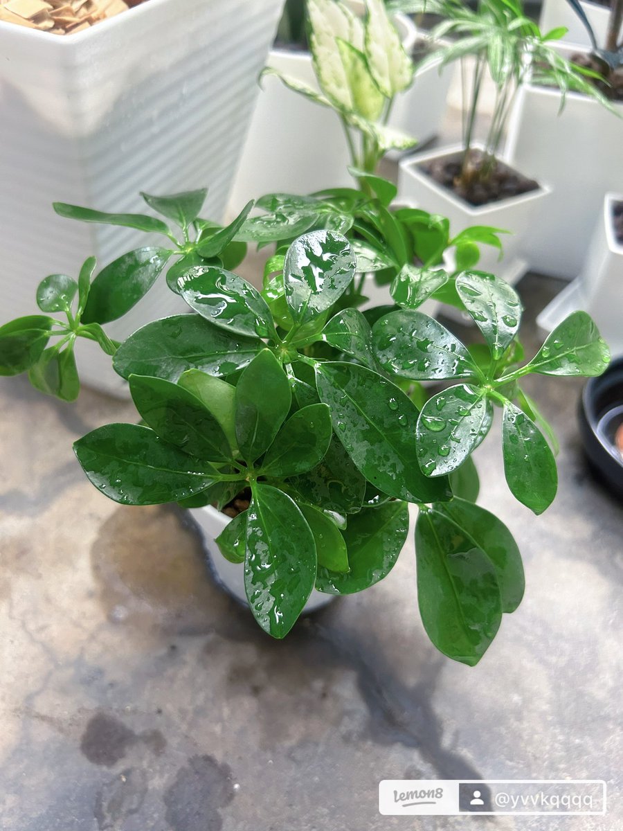 その他観葉植物 user_1242a77b グリーンの種類 - NODERIUM｜アクタスのインテリアグリーン