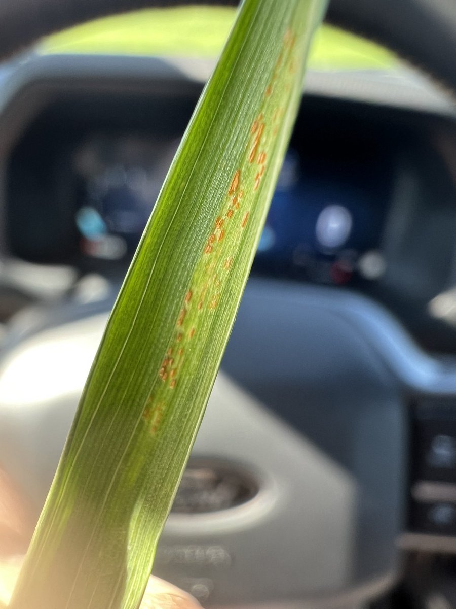 Was just a matter of time with south winds and thunderstorms that stripe rust has made its way into south central Manitoba. F2F agronomist Stephanie Stinson found in spring wheat northwest of Carman. #Scout2024