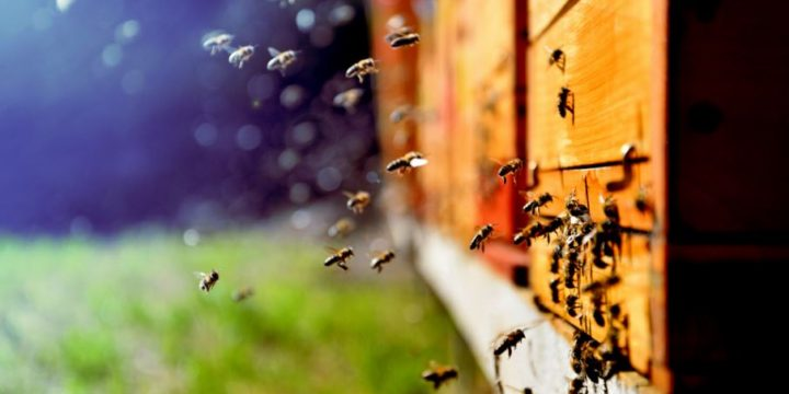 InVivo (@invivogroup) on Twitter photo Afin de co-construire et de partager la connaissance, le conseil et les pratiques agricoles en faveur des abeilles, <a href="/Fermes_LEADER/">Fermes LEADER 📲🌾🌳🍇🐮💻💡👨🏼🌾</a> lance aujourd'hui CocoBees !
Projet collaboratif, Cocobees est basé sur des indicateurs de la santé des pollinisateurs.
reseau.fermesleader.com/project/cocobe… Afin de co-construire et de partager la connaissance, le conseil et les pratiques agricoles en faveur des abeilles, <a href="/Fermes_LEADER/">Fermes LEADER 📲🌾🌳🍇🐮💻💡👨🏼🌾</a> lance aujourd'hui CocoBees !
Projet collaboratif, Cocobees est basé sur des indicateurs de la santé des pollinisateurs.
reseau.fermesleader.com/project/cocobe…