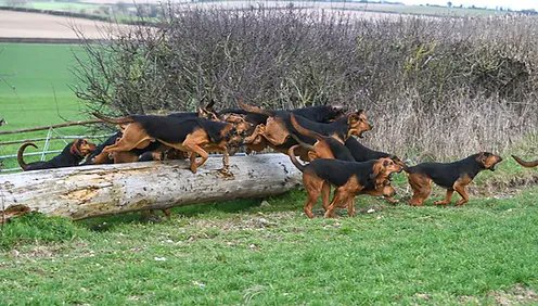 heatonmoorpark's tweet image. Clean boot and the park:   The Clean Boot Hunting Association (CBHA) has been set up to support and promote clean boot hunting by packs of hounds/hunts.........#cleanboot #dogs #runners   southdownsbloodhounds.com/cbha?fbclid=Iw…  (images: CBHA)