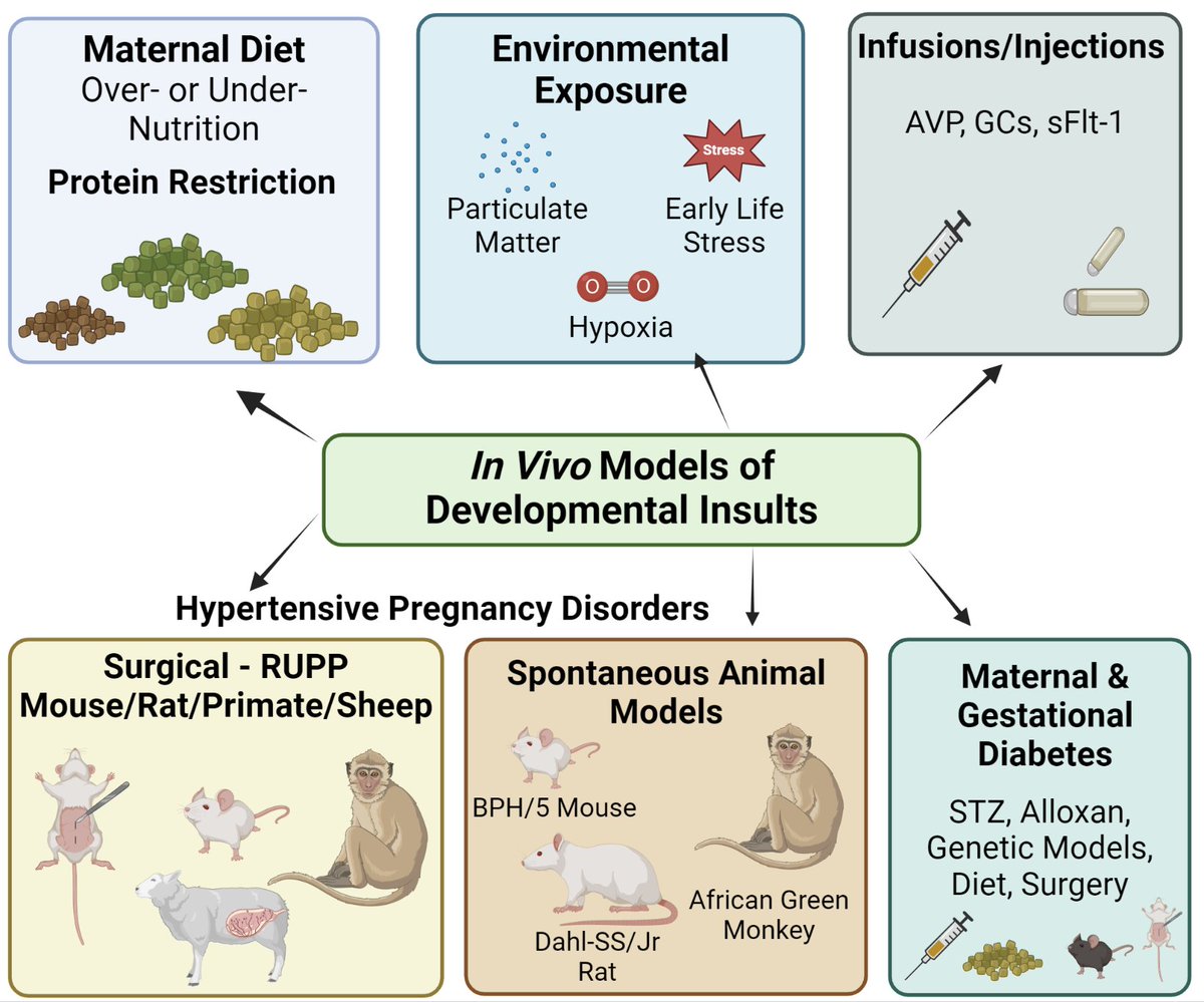 AJP-Heart and Circ tweet media