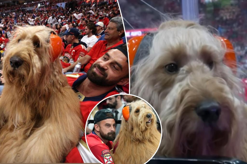 Fluffy dog with earmuffs steals the show at Game 7 of the Stanley Cup Final trib.al/kSVlxkx