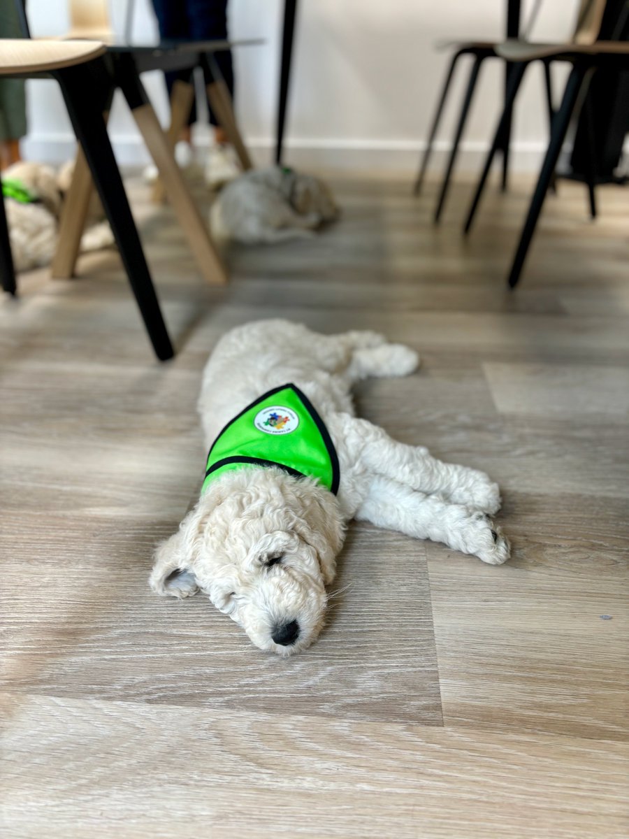 Global Ireland (@globalire) on Twitter photo Our favourite day of the year when <a href="/mycaninecompani/">My Canine Companion</a> puppies come to visit 😍 Cuddles all around 💙 before the dogs head off to their new 🏠. Transforming the lives of children and their families around the country #mcc #servicedog #autism Our favourite day of the year when <a href="/mycaninecompani/">My Canine Companion</a> puppies come to visit 😍 Cuddles all around 💙 before the dogs head off to their new 🏠. Transforming the lives of children and their families around the country #mcc #servicedog #autism